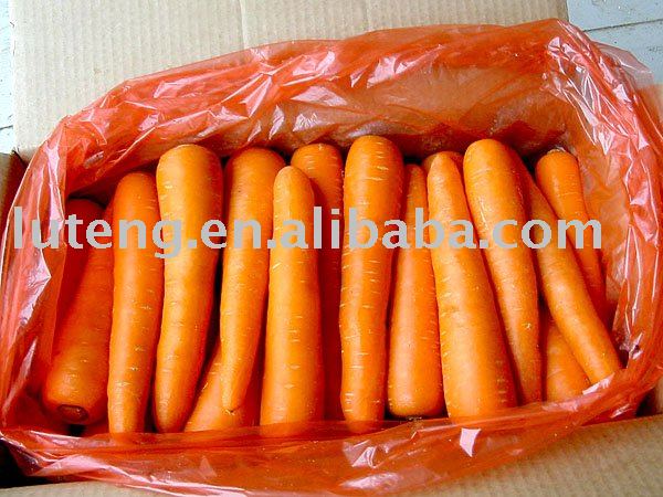  Chinese   FRESH   CARROT 