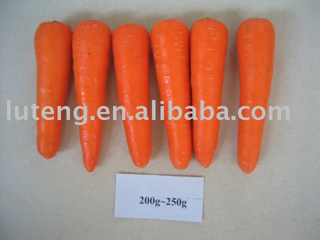 Fresh Chinese Carrot
