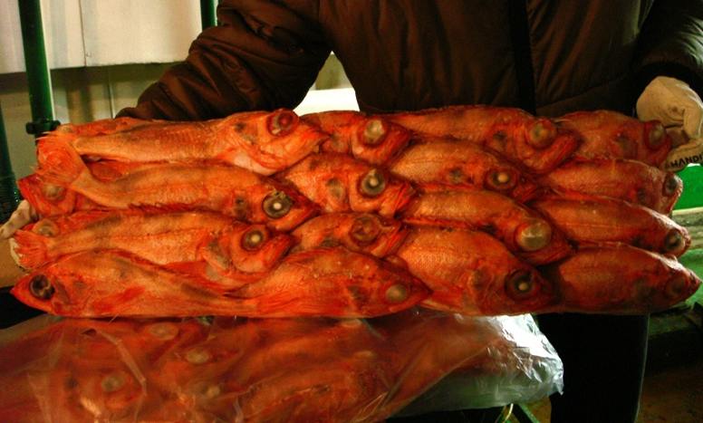 The  Atlantic   Redfish  Fresh Frozen With Heads