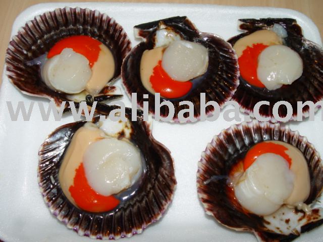 Half Shell Fresh Scallops