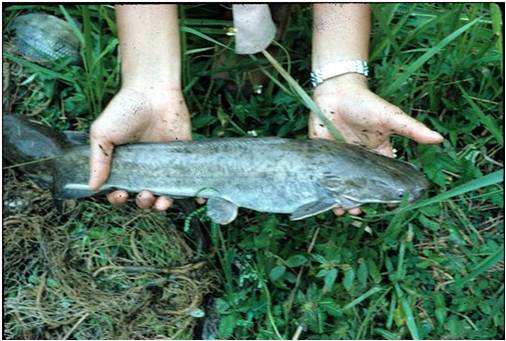 Fresh   CatFish 