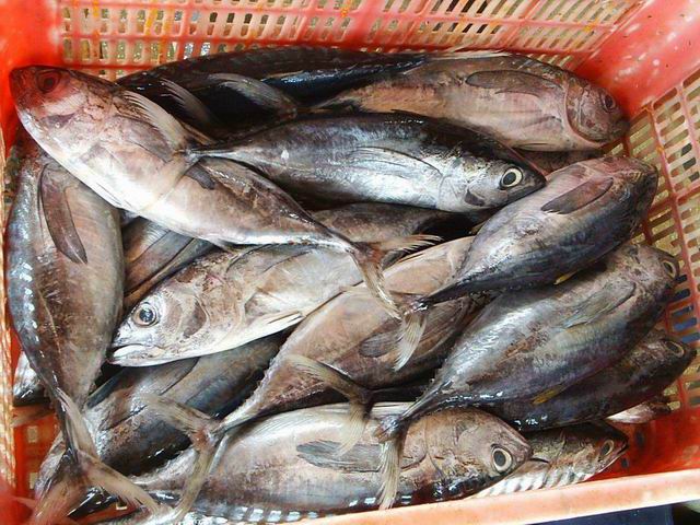 Skipjack