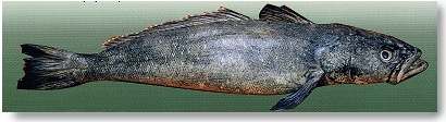 chilean bass sea aquatic 21food