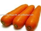 Chinese 2011 New Yellow  Carrot  in Carton or  Plastic  Carton IN 10KG