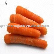 Chinese 2011 New Fresh Yellow Carrot in Carton or Plastic Carton IN 10KG