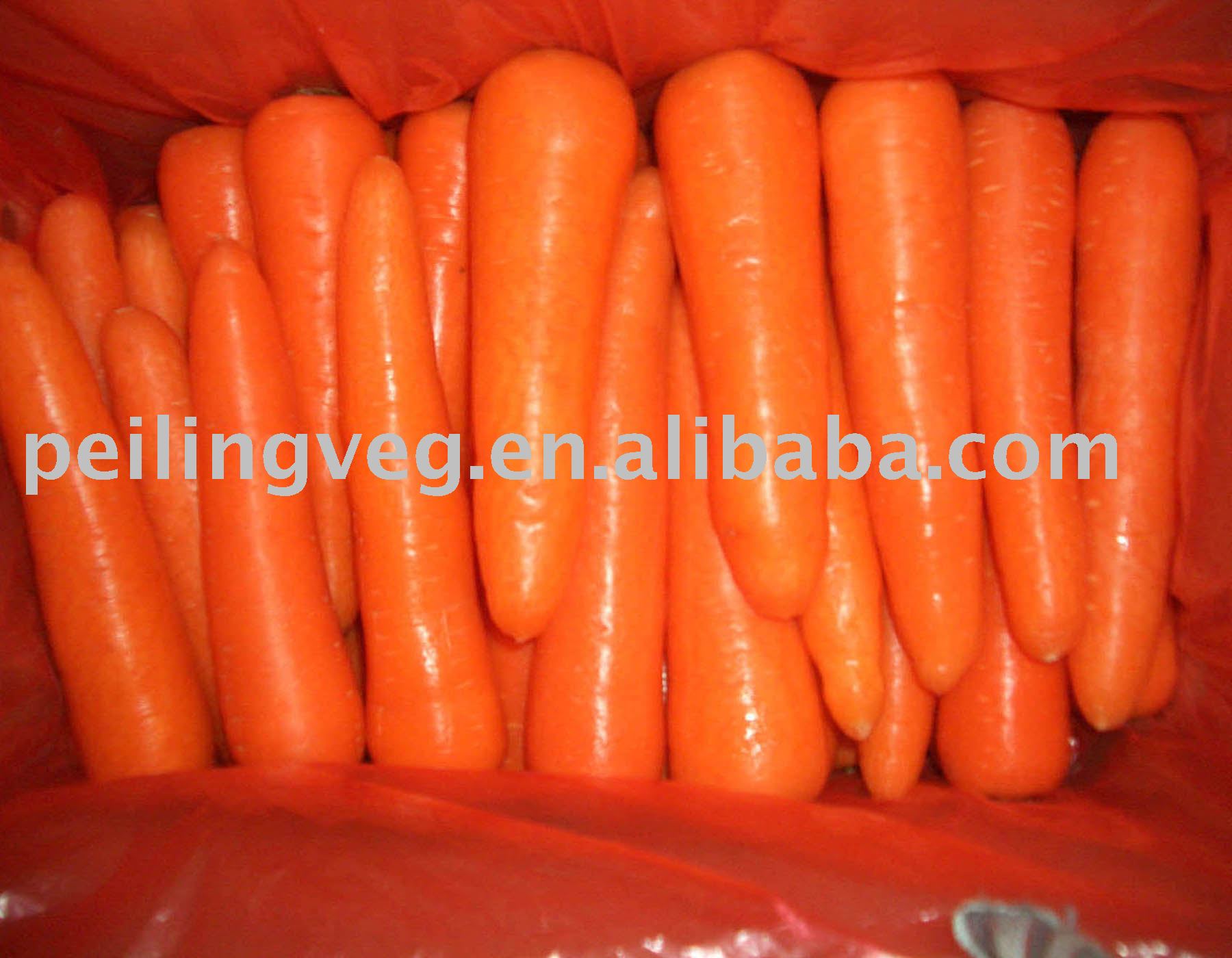 FRESH CARROTS(NEW CROP)
