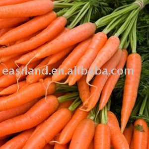 fresh carrot NO.09 Contain lots of vitamins