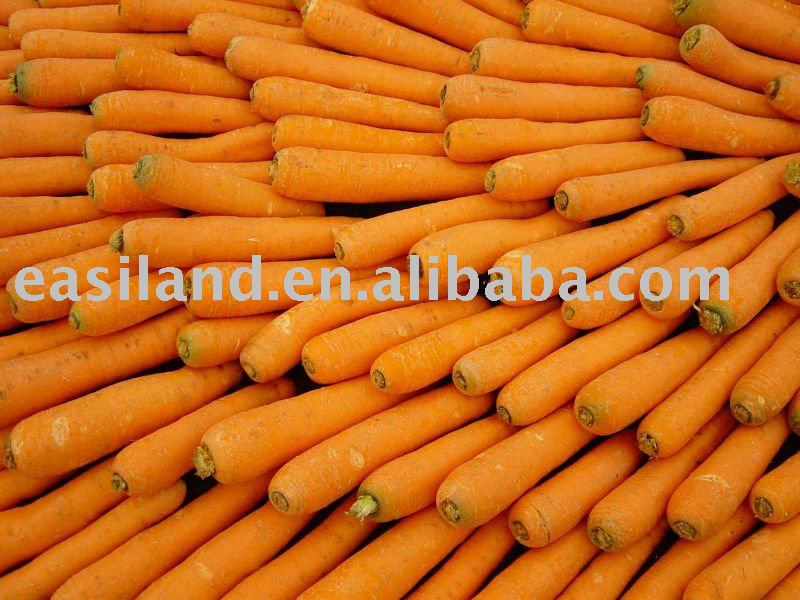 fresh carrot NO.08 Contain lots of vitamins