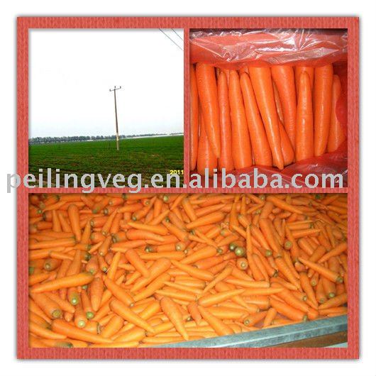 2011 FRESH  CARROT ( NEW   CROP )
