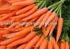 Chinese 2011 Yellow Carrot in Carton or Plastic Carton IN 10KG