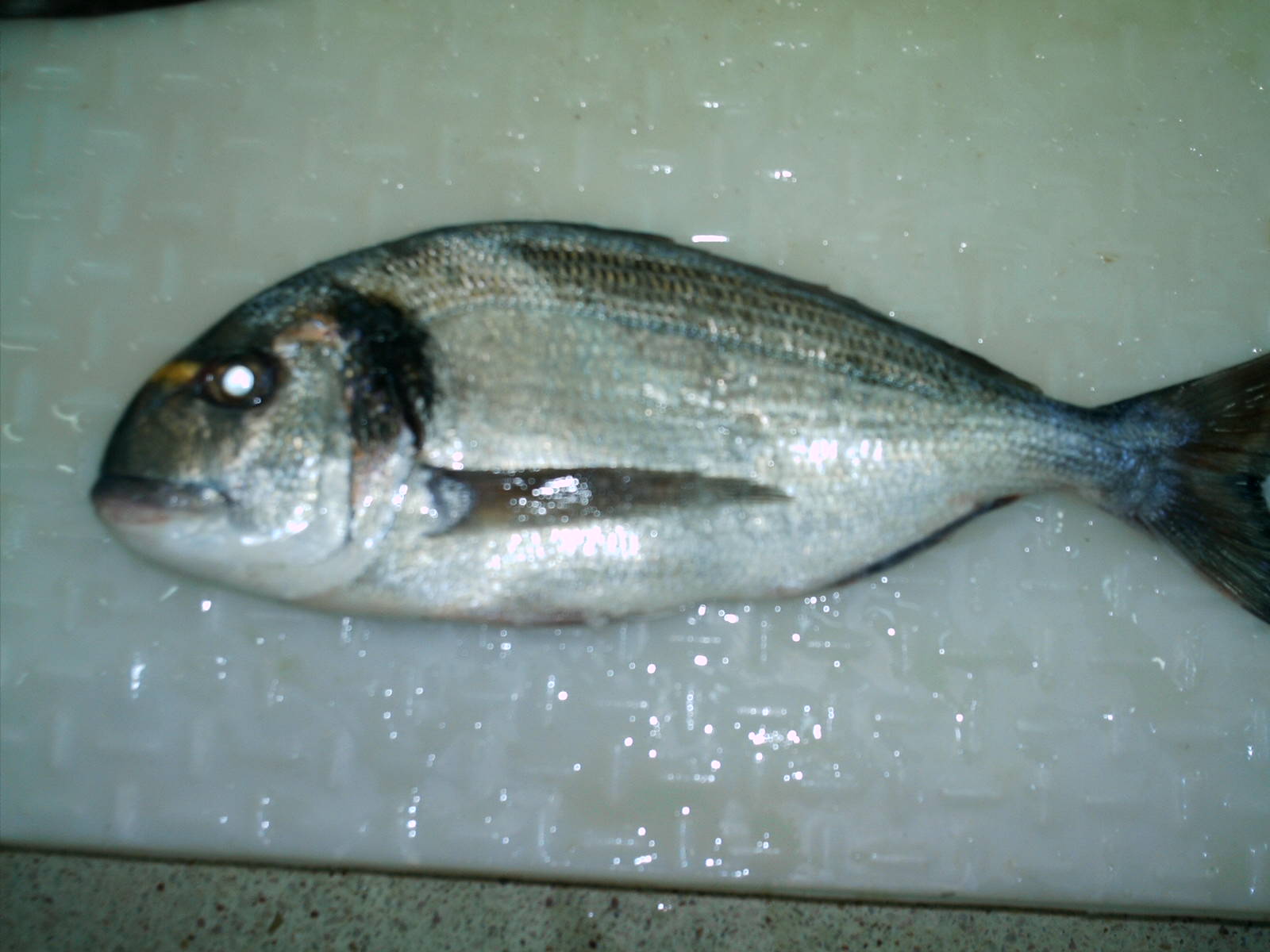Sell Fresh Fish