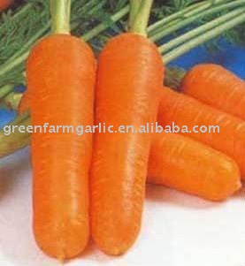 Chinese Fresh Yellow  Carrot  in  Carton  or Plastic  Carton  IN 10KG