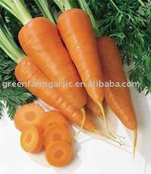 2011 Fresh Carrot,New Carrot