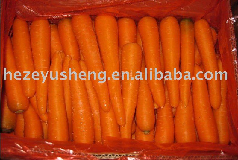 2011 new crop china fresh red carrot