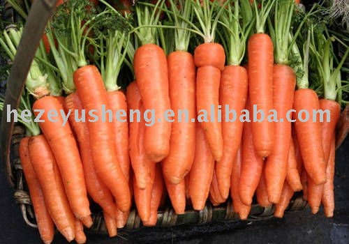 china fresh red carrot