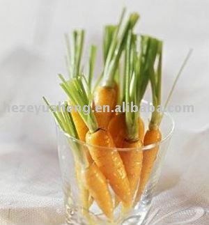 new crop china fresh 2011 white carrots