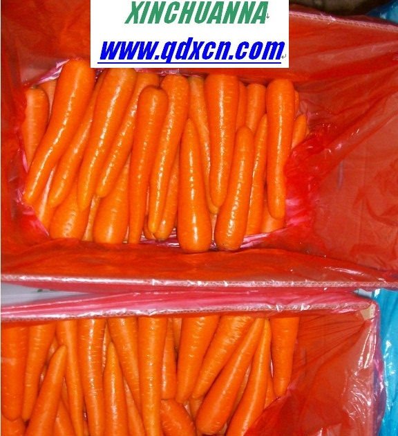 FARM FRESH CARROTS FROM CHINA