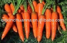 2011 NEW CROP CARROTS