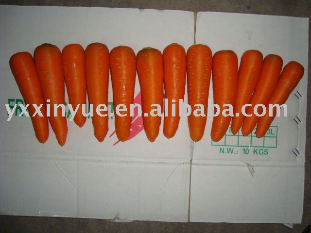 Hot sell  2011   fresh  Carrot