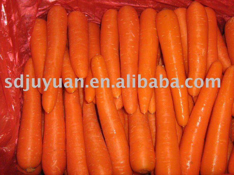  2011   fresh  carrot of high quality