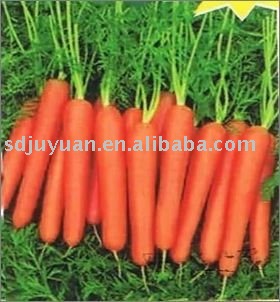 new harvest fresh carrot (with pictures)