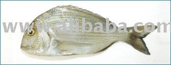 silver sea bream