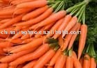 New Price Shandong Fresh Carrot