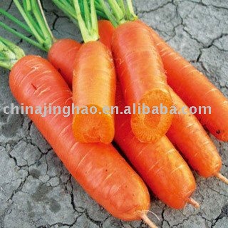 Farm Fresh Orange Carrot