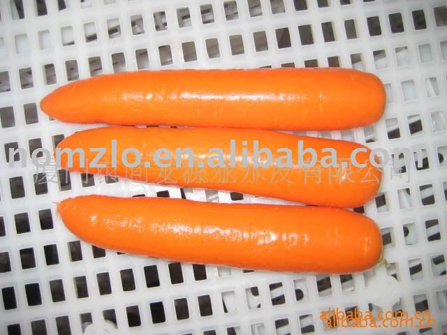 Chinese Little Orange Carrot