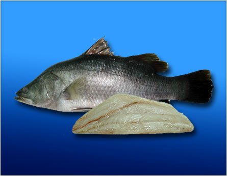 Barramundi From  Wild   Catch 