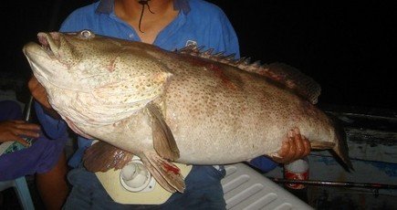Fresh Grouper
