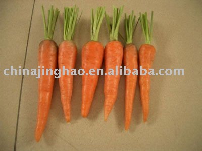 2010  new  crop Healthy Vegetable - High yield China Fresh  Orange   Carrot 