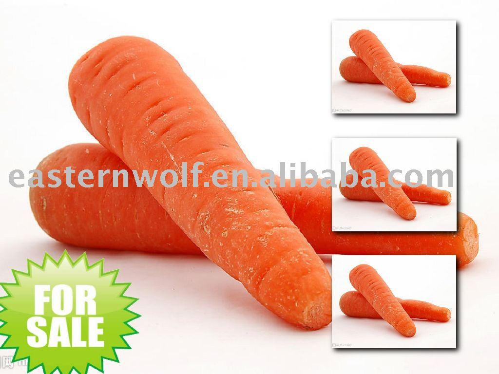 New Crop Fresh Carrot in 10KG/Carton Package, MOQ:1*40 FCL