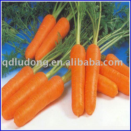 Chinese Carrot