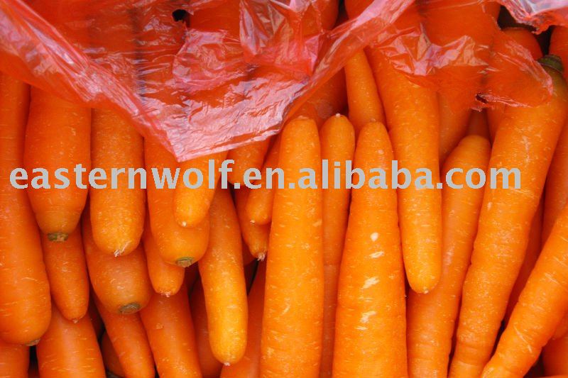 china carrot in carton package