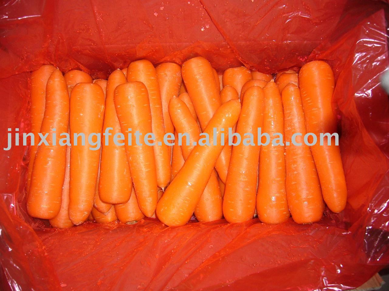 china fresh carrot