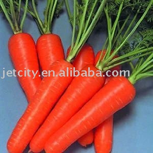 carrot fresh