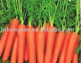 Sell Fresh Carrots