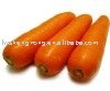 yellow  carrot,china carrot