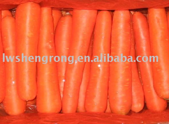 carrot,2010 carrot,china carrot