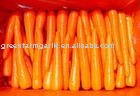 Greenfarm 10 cm Red Carrot Packed in Cartons