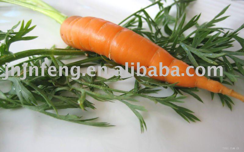 low price carrot