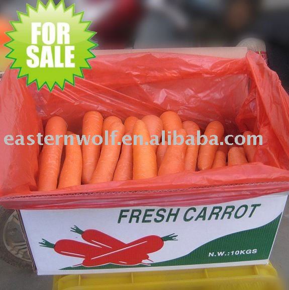 Fresh China Carrot in 10KG/CTN Package