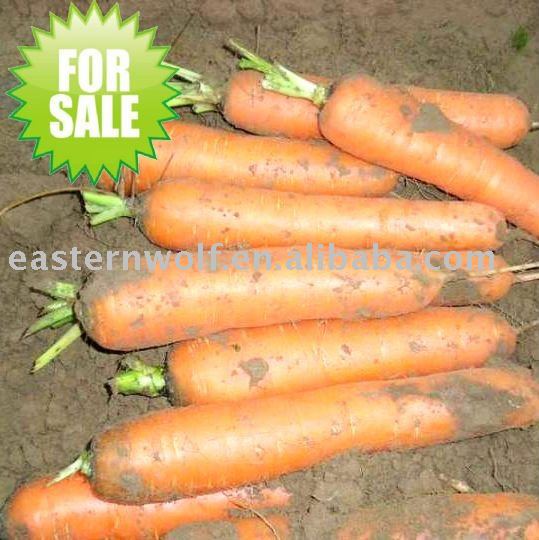 High Quality Fresh Chinese Carrot in Carton Package