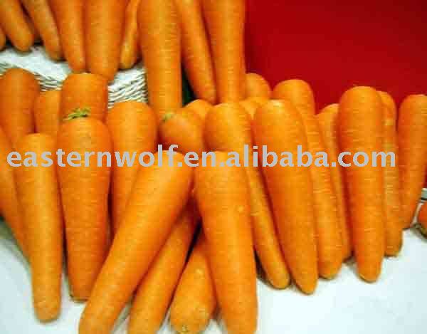 Fresh Chinese Carrot in Carton Package, Size 100g-200g