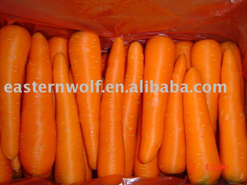 Fresh Chinese Red Carrot in 10KG/Carton Package