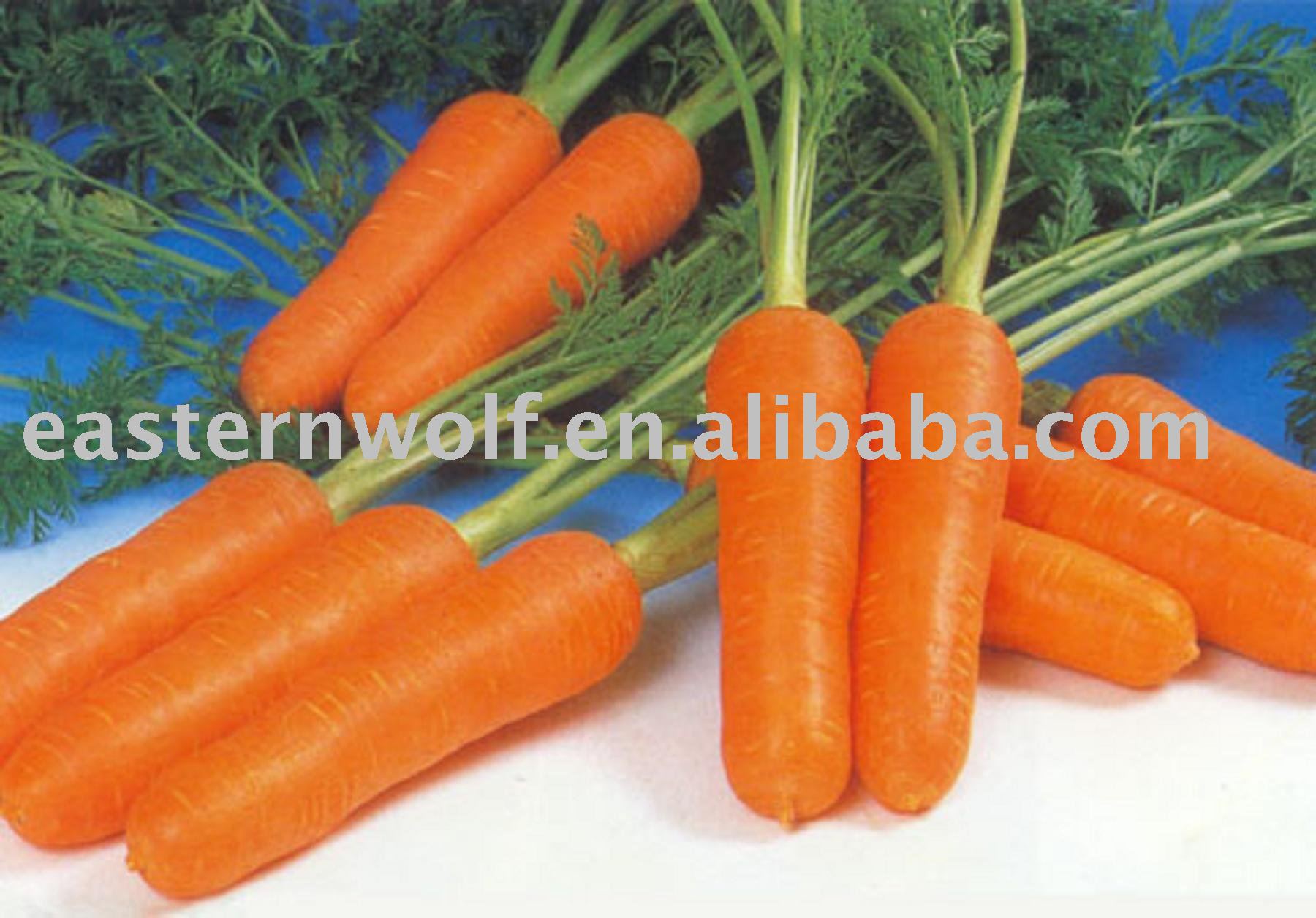 Chinese Fresh Red Carrot in Carton Package