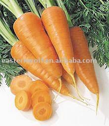 Chinese Fresh Red Carrot in 10KG/Carton