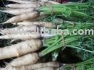 Fresh White Carrots for sale