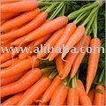FRESH CARROTS